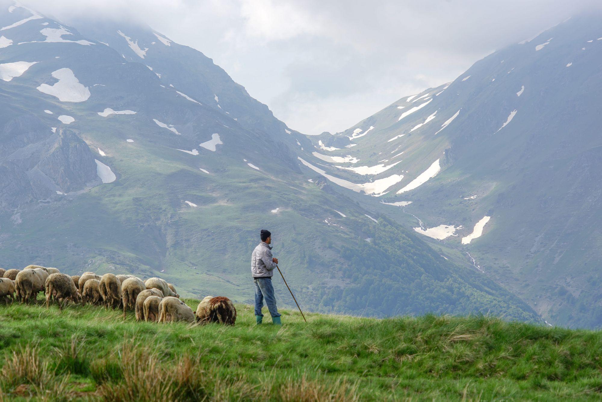 A shepherd with his flock on Šar Mountain